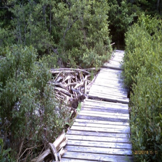 Bridge along the trail